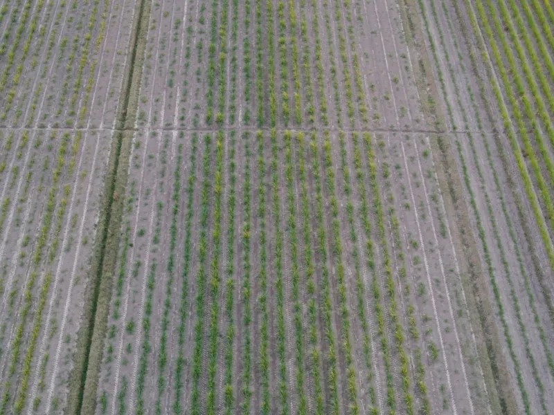 Cane Rails and Runways: The Sugar Empire That Decided Where Bacolod-Silay Airport Would Stand